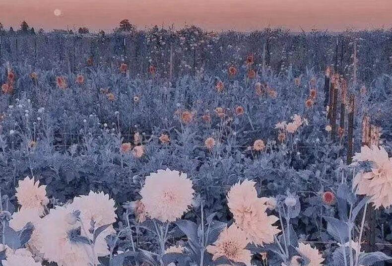 蓝色系句子文案