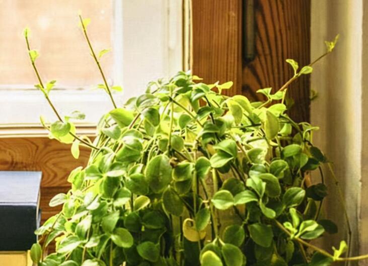 儿子长大成熟懂事说说文案