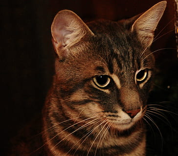 对男人温柔体贴的话