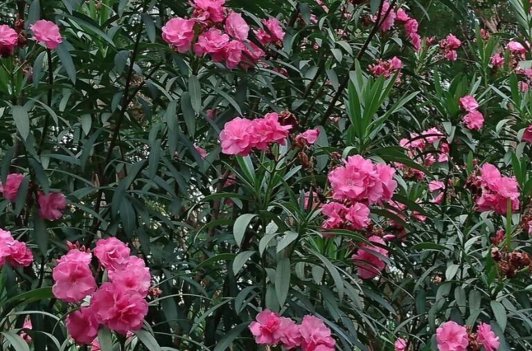 描写夹竹桃的优美语句文案