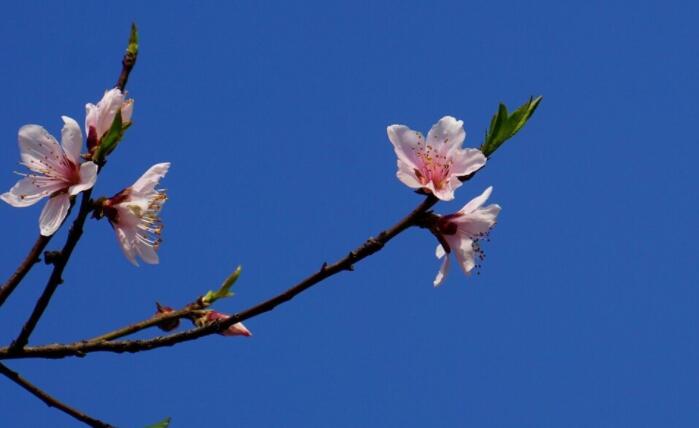 十二月花开的特点名句文案