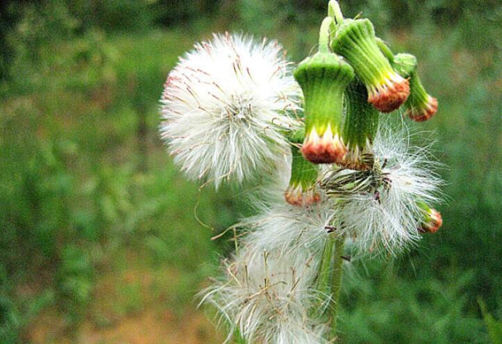 初春给顾客发养生短信