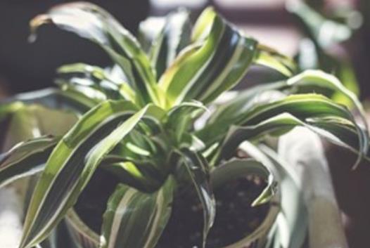 描写青春的优美段落