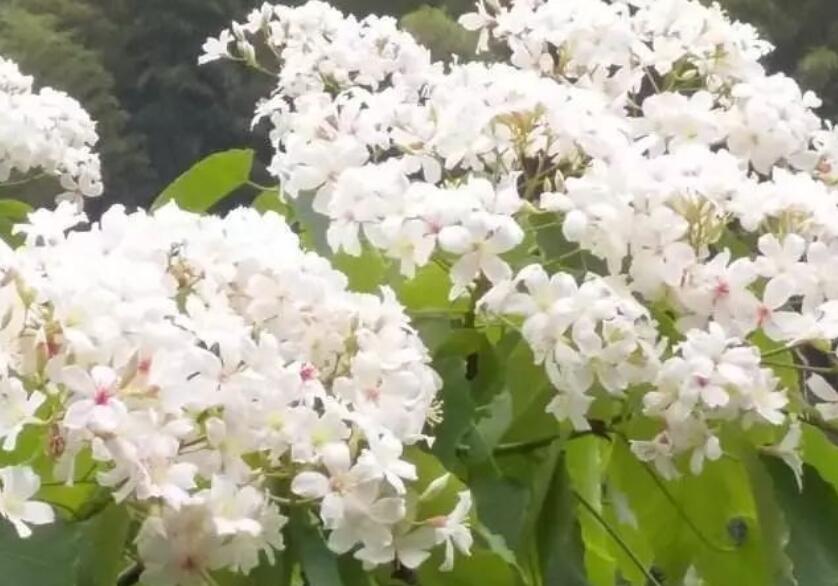 人去天堂美好的诗词