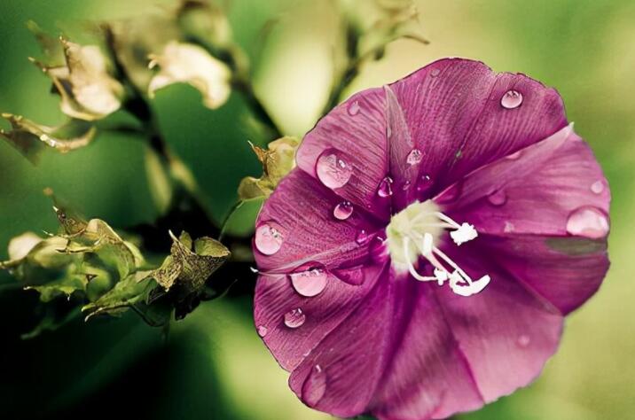 唯美句子文案加出处