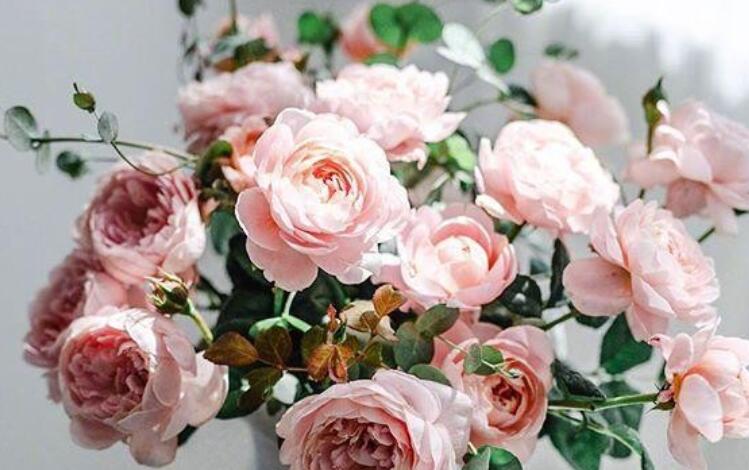 人生经典佳句赏析大全