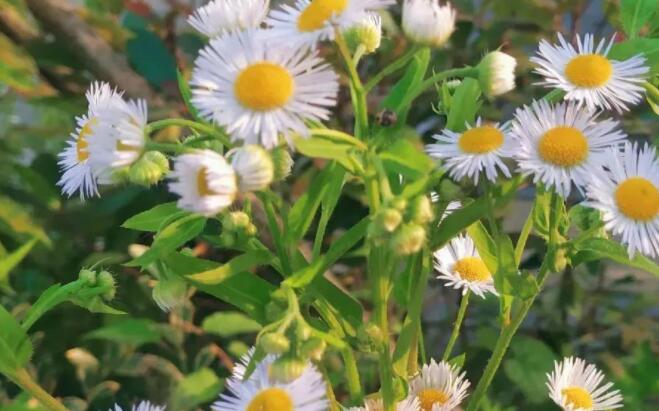 很喜欢一样东西的说说文案