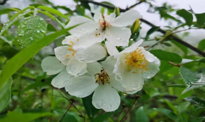 赞美初春的优美句子文案