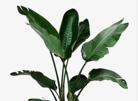 带有从字的句子文案