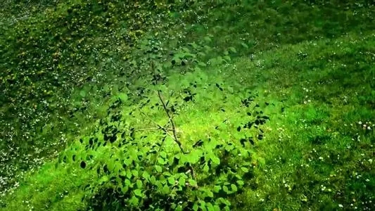 像大树一样成长的励志说说文案