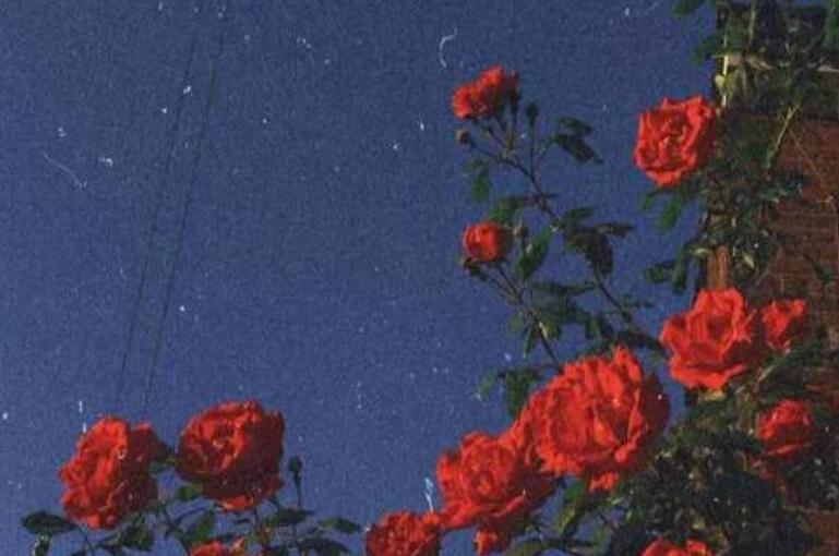 我又相信爱情了句子文案