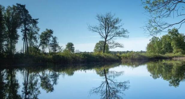描写水中树倒影的优美句子文案