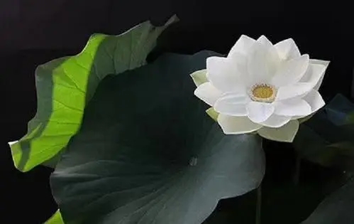 做人要将心比心的句子文案