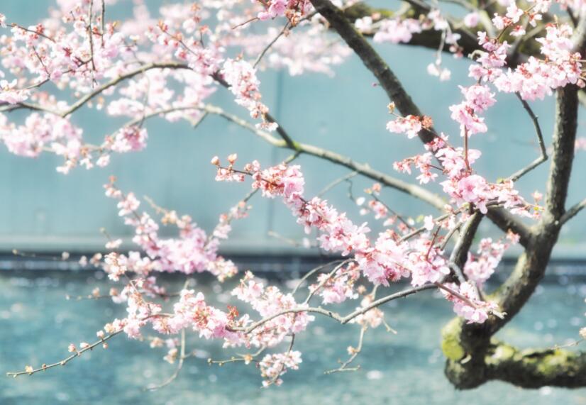 带有诗情画意的古诗