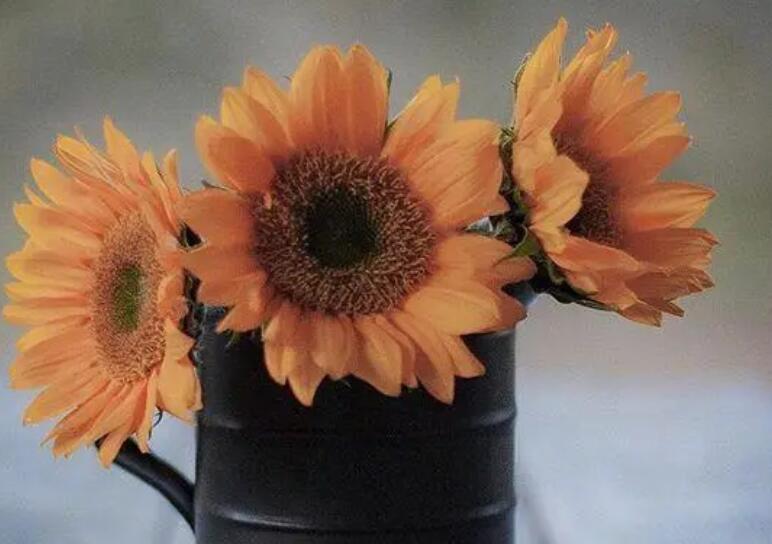 关于朴实无华的名言