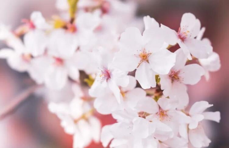 形容花开得很美的诗句文案