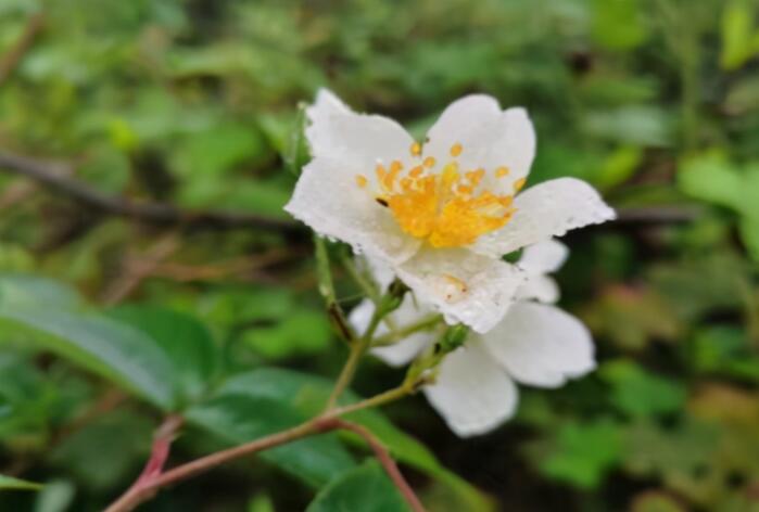 赞美初春的优美句子文案