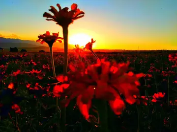 似水流年的诗句文案有哪些