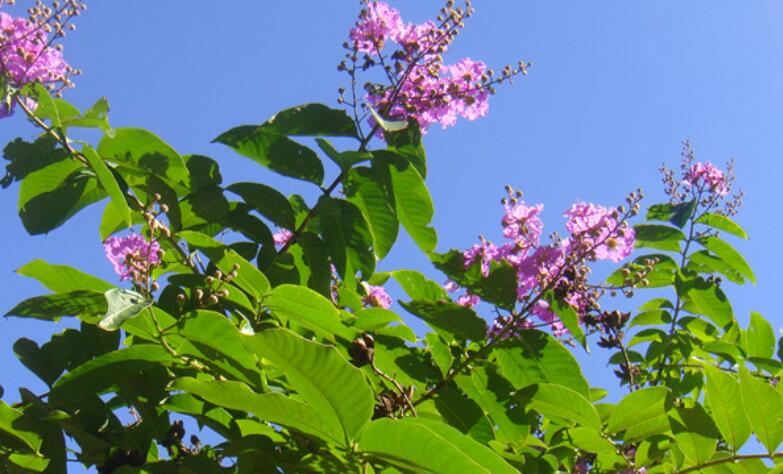 绿树和红花优美的句子文案