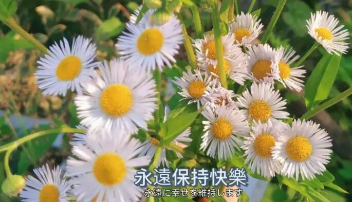 关于劳动节的优美句子文案