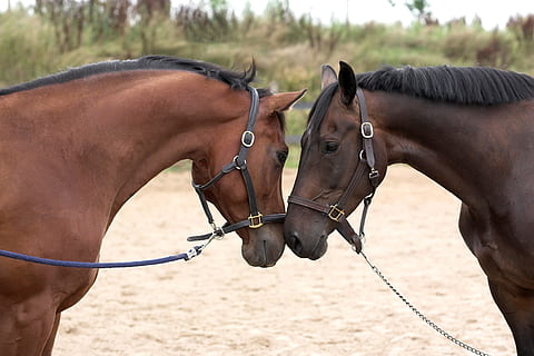 相伴一生的句子文案