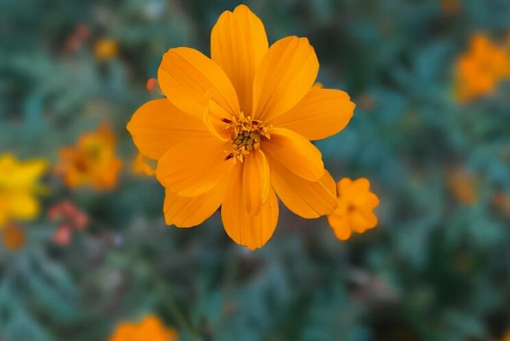 女人看花的心情说说文案