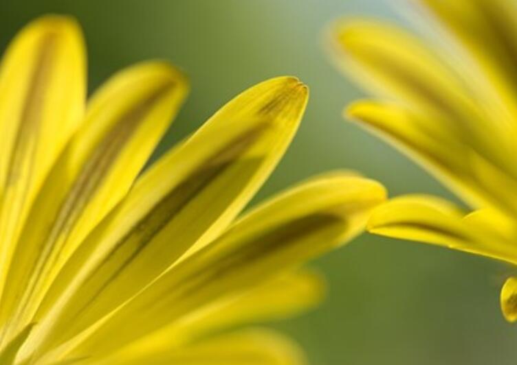 感恩的经典短语