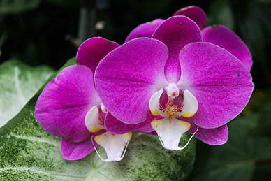 中国传统的订婚流程 大家知道订婚有什么风俗呢 ?