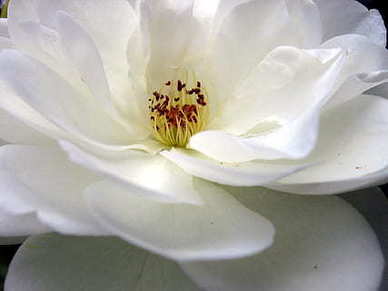 送我个戒指吧就当我嫁过你了 一辈子是不可能了,送我个戒指吧什么意思