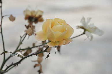 结婚需要准备蛋糕吗 结婚要买蛋糕原因