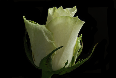 领结婚证用集体户口本行吗 集体户口本可以领结婚证吗