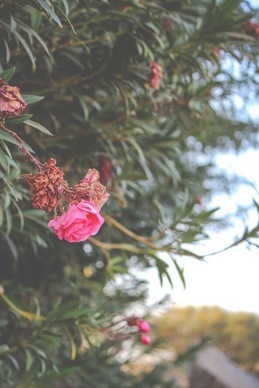 婚纱大了是用别针还是用针缝 婚纱大了怎么用别针