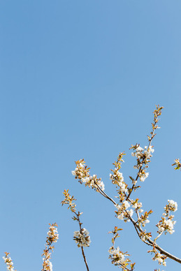 结婚喜馒头怎么做 结婚用的花馍馍怎么做