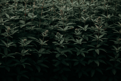 压婚床是什么意思啊 压婚床啥意思