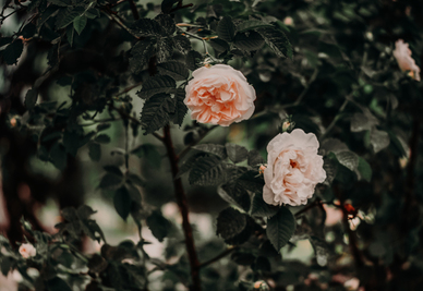 结婚必须穿红色的鞋子吗 结婚为什么要穿红鞋?