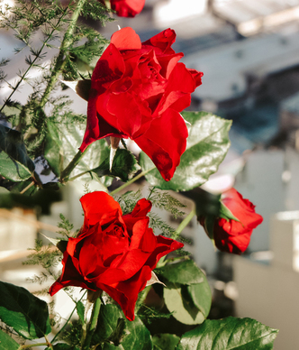 百喜图只能送给结婚的人吗 未婚女子可以送百喜图给别人吗