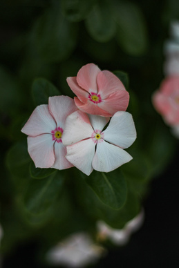 广州娶媳妇的聘礼 广州人娶广州人老婆一般彩礼多少