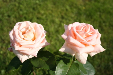 手帐本的第一页该如何设计 手帐第一页怎么做