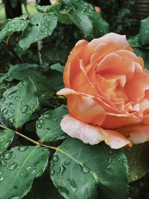 吃自助餐什么时间去最好 自助餐是中午吃好,还是晚上吃好