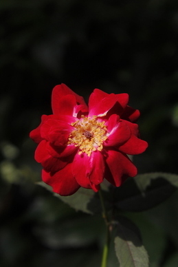 婚礼外面布置现场