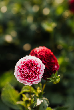 穿什么颜色拍证件照好看 证件照穿什么颜色的衣服好？