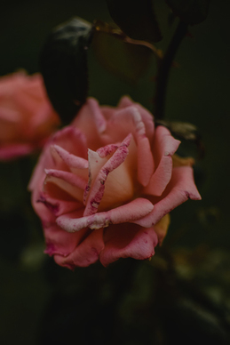 结婚父母不给嫁妆 父母不给陪嫁妆怎么办