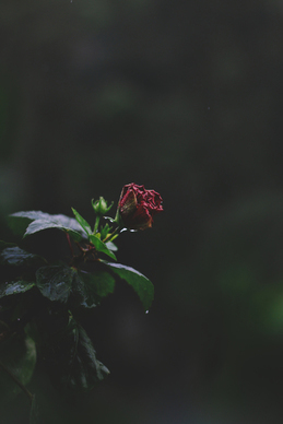 过节送爸妈什么礼物好 过年回家给父母带什么礼物好？