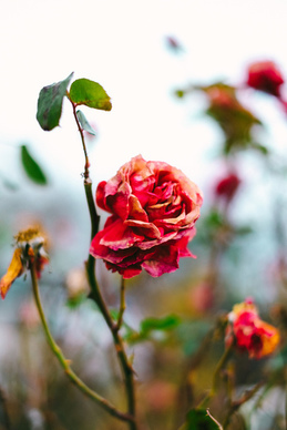 婚车头车用越野好还是轿车好 主婚车一定要用轿车吗？用SUV可以吗？