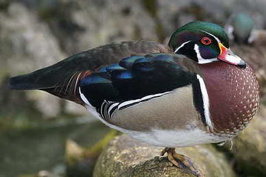 结婚纪念日送满天星 结婚纪念日送老婆什么鲜花