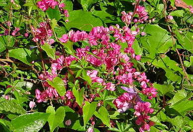 男人结婚不想摆酒席为什么 不想办婚礼的男人怎么想的呢?