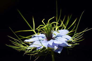 自助餐有哪些食物 自助餐都有什么