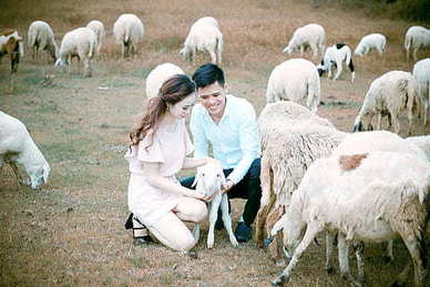 见面礼订婚礼彩礼