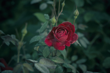 婚礼必须有主婚人和证婚人吗