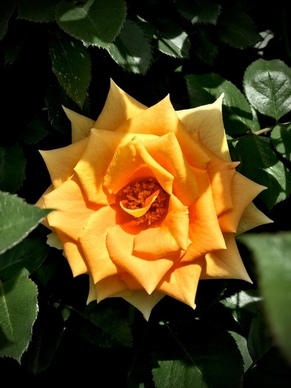 参加婚礼说什么 参加婚礼对新人说什么 送上自己美好的祝愿